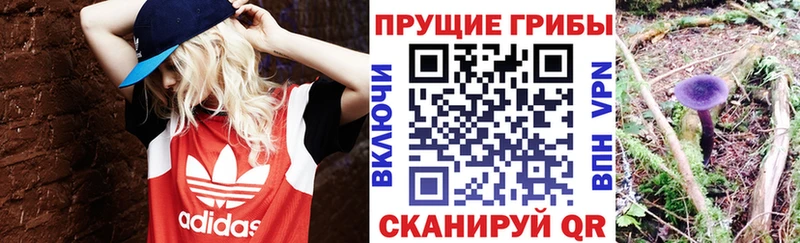 Купить закладки  Новоржев  Галлюциногенные грибы MAGIC MUSHROOMS 